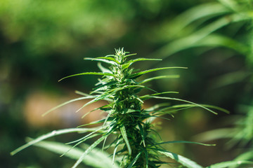 Cannabis for life of everybody in the world.