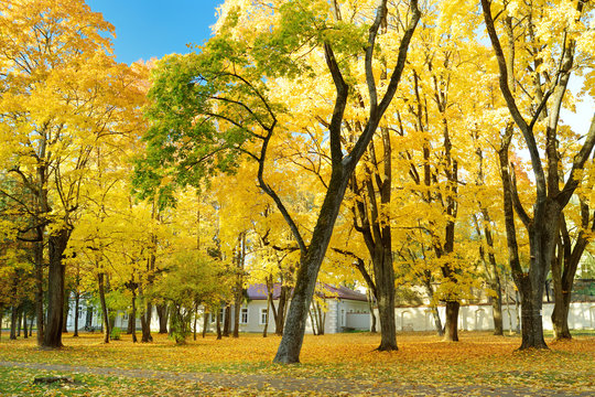 Colorful city park scene in the fall with yellow foliage. Beautiful autumn scenery in Vilnius, Lithuania.