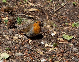 Cute little robin