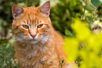 Naklejka na ściany i meble Red cat in the green garden.