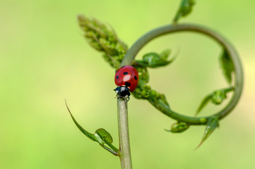 Beautiful ladybug on leaf defocused background