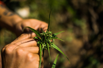 Hand of farmer holding cannabis at farm.