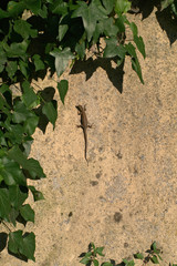 green ivy on the wall,lizard,animal,nature,tree, leaves,reptile,