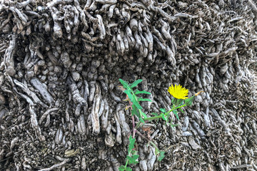 Lonely flower growing among the old roots of a palm tree.
