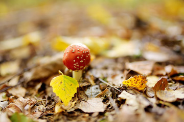 Fly Agaric Amanita muscaria poisonous red mushroom