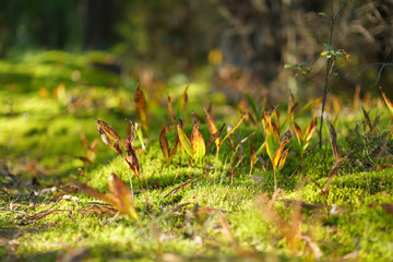Close-up of various green plants growing in mixed pine and deciduous forest in Lithuania on autumn day.