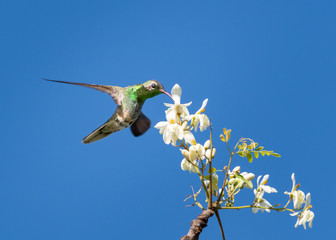 A White-tailed Golden-throat hummingbird, Polytmus guainumbi, feeding on a bunch of white Moringa...
