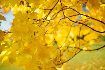 Beautiful golden maple leaves on a tree branch on autumn day