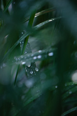 Stimmung von Wassertropfen nach starkem Regenfall