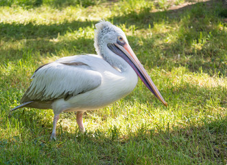 Portrait of Great white or eastern white pelican, Pelecanus onocrotalus or rosy pelican standing on green grass. White pelican bird breeds from southeastern Europe through Asia and in Africa in swamps