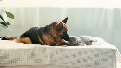slow-motion of cute purebred german shepherd dog licking and smelling grey cat lying on bed  - Powered by Adobe
