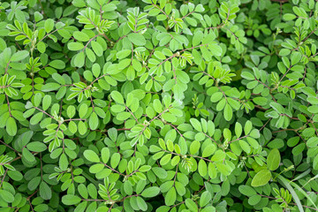 Fototapeta na wymiar Closeup of small green leaves background