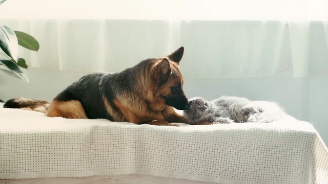 slow-motion of cute purebred german shepherd dog licking and smelling grey cat lying on bed 