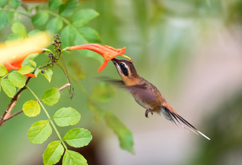 A Little Hermit hummingbird feeding on an orange Honeysuckle flower in a tropical garden.