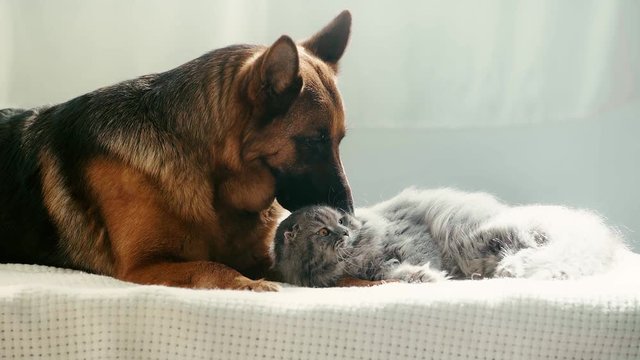slow-motion of cute purebred german shepherd dog licking grey cat while lying on bed 