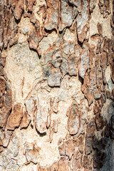 The surface of the old tree