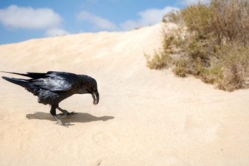 A crow eating what it has hunted in the middle of sand dunes.