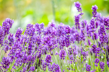 Flower of lavender in the garden. Purple flowers, closeup.