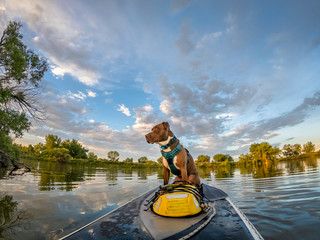 stand up paddling with a dog