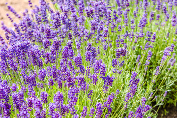 Field of lavender flower, background