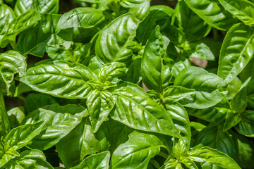 Background of basil leaves. Fresh green herbs in the garden ready for harvest.