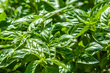 Growing herbs. Fresh basil leaves cultivated in the garden. Green basil background.