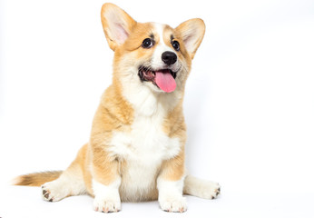 puppy doing yoga, welsh corgi