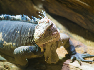Close up portrait of a lesser Antillean iguana. Igauana delicatissima is a large arboreal lizard endemic to the Lesser Antilles, critically endangered large arboreal lizard. Selective focus on eye.