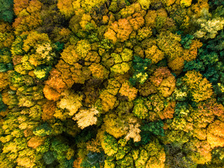 Aerial top down view of autumn forest with green and yellow trees. Mixed deciduous and coniferous forest. Beautiful fall scenery in Vilnius, Lithuania