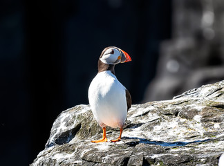 Portrait of sea bird. One cute Atlantic puffin relaxes under hot sunlight.  Farne Islands, Northumberland England, North Sea. UK