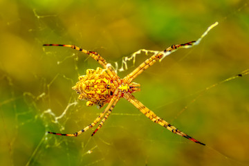 Beautiful spider on a spider web- Stock Image     