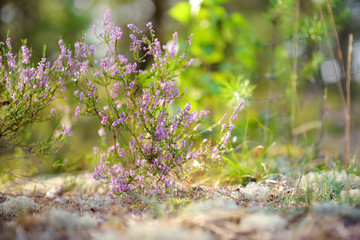 Detail of a flowering heather plant in Lithuanian landscape.
