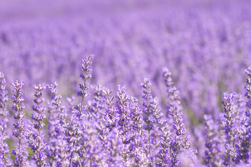 Detail of lavender fields in Brihuega, Spain
