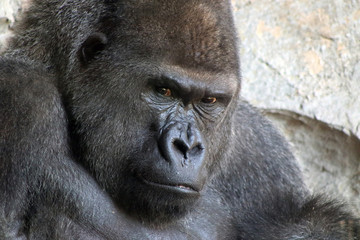 Obraz premium Closeup of a gorilla male looking at his hand