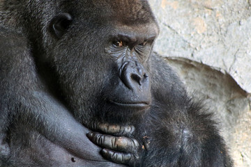 Obraz premium Closeup of a pensive gorilla male