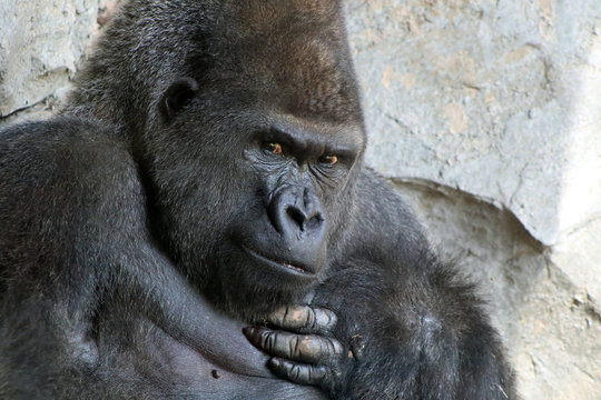 Closeup of a gorilla male looking at his hand