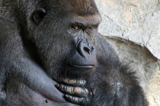 Closeup of a pensive gorilla male