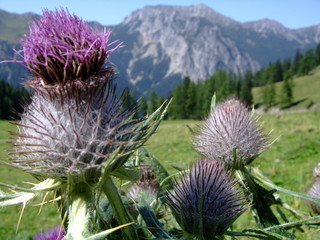 Distel und Berge