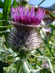 Distel