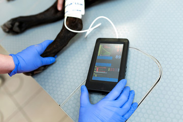 Doctor vet measures pressure and pulse in a dog in front of an ultrasound