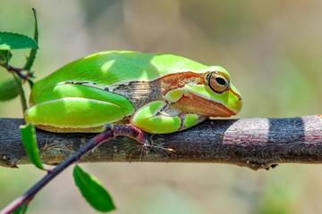 Beautiful Europaean Tree frog Hyla arborea - Stock Image