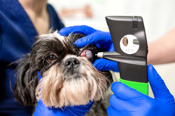 A veterinary ophthalmologist makes a medical procedure, examines a dog's eyes with the help of an...