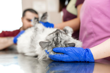 A male veterinarian anesthesiologist makes the procedure for a cat - a catheterization of the...