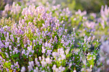Detail of a flowering heather plant in Lithuanian landscape.