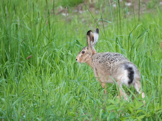 European hare Lepus europaeus, also known as the brown hare running away in grass meadow. Selective focus, copy space for text.