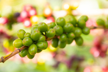 Coffee bean in coffee tree plantation.Fresh green berry of coffee in organic farm. ( selective focus )