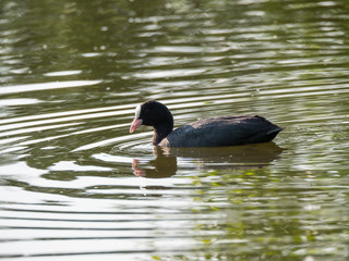 Close up portrait of Eurasian coot Fulica atra, also known as the common coot with swimming in the water of green pond, focus on eye.