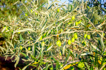 Obraz premium View on the canopy of green olive tree at plantation.