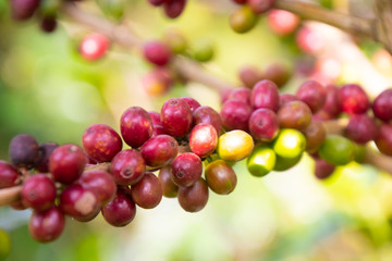 Coffee bean in coffee tree plantation.Fresh green berry of coffee in organic farm. ( selective focus )