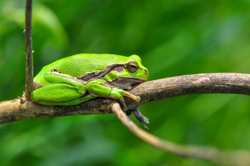 Beautiful Europaean Tree frog Hyla arborea - Stock Image